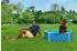 Bestway Frame Pool Pfote für Haustiere Ø 122 x 30,5 cm
