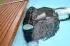 Interline Automatischer Poolroboter Walking Catfish 2.0