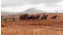 Red Dead Redemption 2 (PS4)