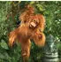 Folkmanis Handpuppe Baby Orang-Utan (3106)