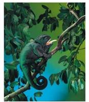 Folkmanis Handpuppen 2215, Folkmanis Handpuppen Cham&auml;leon / Chameleon