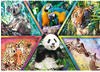 Trefl - Puzzle - Königreich der Tiere, 1000 Teile, Spielwaren