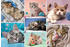 Trefl Katzenwelt (100 Teile)