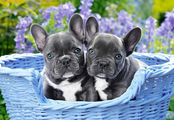 Castorland French Bulldog Puppies (1000 Teile)