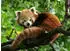Ravensburger Süßer roter Panda (500 Teile)