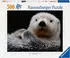 Ravensburger Süßer kleiner Otter (500 Teile)