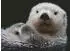 Ravensburger Süßer kleiner Otter (500 Teile)
