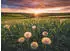 Ravensburger Pusteblumen im Sonnenuntergang (500 Teile)