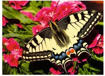 Ravensburger Butterfly (500 Teile) – Präzision und Qualität für anspruchsvolle Puzzler