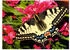 Ravensburger Butterfly (500 Teile)
