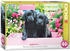 Eurographics Puzzles Schwarze Labradore in einer rosa Schachtel (500 Teile)