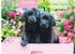 Eurographics Puzzles Schwarze Labradore in einer rosa Schachtel (500 Teile)