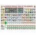 Eurographics Puzzles Illustriertes Periodensystem der Elemente (500 Teile)