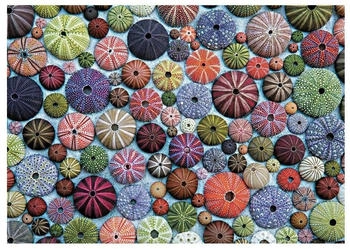 Piatnik Seeigel Puzzle (1000 Teile)