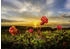 Heye Hutter Trade Selection Puzzle Cloudberries (1000 Teile)