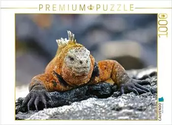 Calvendo Puzzle Gal&aacute;pagos-Meerechse 1000 Teile 64x48cm
