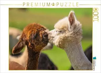 Calvendo Puzzle Alpakafohlen 1000 Teile 64x48cm