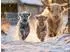 Calvendo Puzzle „Winterglück auf vier Hufen