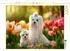Calvendo Malteser - Zauberhafter Frühlingsmoment, Puzzle 1000 Teile, 64×48cm