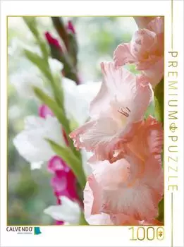 Calvendo Puzzle &bdquo;Leuchtende Gladiolen" 1000 Teile, 64&times;48cm