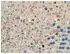 galison Gray Malin The Beach, doppelseitiges Puzzle (9780735357242)