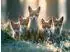 Calvendo Puzzle „Neugierig ins Leben