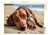 Calvendo Dackel und zutrauliche Möwe am Sandstrand, Puzzle 1000 Teile, 64×48cm