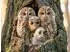 Calvendo Puzzle „Weisheit der Nacht