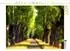 Calvendo Pappelallee im Hohenheimer Schlosspark, Puzzle 1000 Teile, 64×48cm