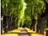 Calvendo Pappelallee im Hohenheimer Schlosspark, Puzzle 1000 Teile, 64×48cm