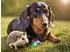 Calvendo Dackel und Igel im Gras, Puzzle 1000 Teile, 64×48cm