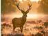 Calvendo König des goldenen Morgens, Foto-Puzzle 1000 Teile, 64×48cm