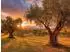 Calvendo Puzzle „Die Magie der Olivenhaine