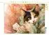 Calvendo Dreifarbige Mieze Puzzle 1000 Teile, 64×48cm