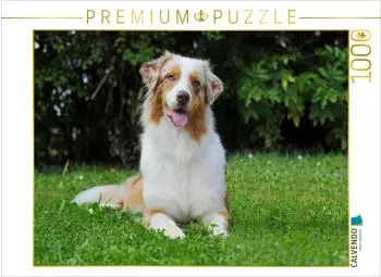 Calvendo Puzzle &bdquo;Bekannt wie ein bunter Hund" Australian Shepherd, 1000 Teile, 64x48cm