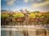 Calvendo Foto-Puzzle „Augenblick der Stille