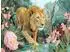 Calvendo Puzzle Dschungeltiere Wunderwelt – Löwe im Dschungel, 1000 Teile, 64×48cm