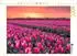 Calvendo Puzzle „Tulpenmeer im Abendlicht