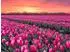 Calvendo Puzzle „Tulpenmeer im Abendlicht
