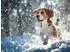 Calvendo Beagle - Mit fliegenden Ohren ins Winterglück, Puzzle 1000 Teile, 64×48cm