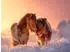 Calvendo Shetlandponys – Gemeinsam durch den Winter, Puzzle 1000 Teile, 64×48cm