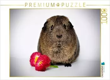Calvendo Puzzle "Meerschweinchen - so s&uuml;&szlig;" 1000 Teile, 64&times;48cm