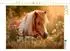 Calvendo Shetlandpony - Stille Sommermomente Puzzle 1000 Teile 64×48cm