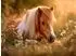 Calvendo Shetlandpony - Stille Sommermomente Puzzle 1000 Teile 64×48cm
