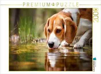 Calvendo Puzzle "Beagle - Durstige Sp&uuml;rnase" 2000 Teile, 90&times;67cm