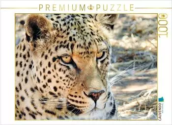 Calvendo Puzzle &bdquo;Leopard in der Kalahari" 1000 Teile, 64&times;48cm