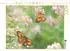 Calvendo Rotbraunes Ochsenauge (Pyronia tithonus) Puzzle 1000 Teile, 64×48cm