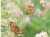 Calvendo Rotbraunes Ochsenauge (Pyronia tithonus) Puzzle 1000 Teile, 64×48cm