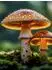 Calvendo Bunte Vielfalt der Natur | Champignons Puzzle 1000 Teile, 64×48cm