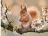 Calvendo Puzzle „Kleiner Wirbelwind im Frühlingslicht